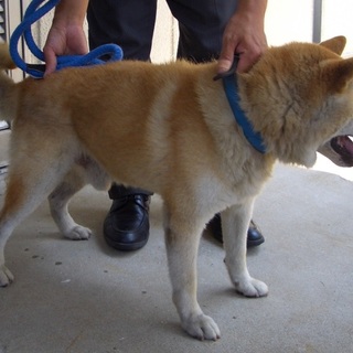 【助けてください！】笑顔が可愛い柴風ワンコ