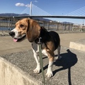 ビークル犬 メス   里親急募集