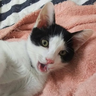 動物管理センターから引き出し　体の大きい男の子