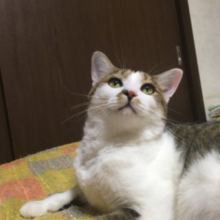 事故に遭ったけど 元気になったシーマくん