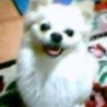 クッキー0912