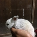 うさぎ子供