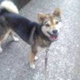 小柄な雑種犬 ヤン君