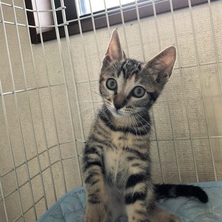 くっきりアイライン☆アメショ柄女の子