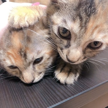 仲良しなテテとトト♡