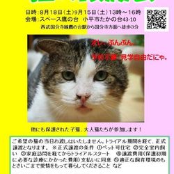 猫の譲渡会