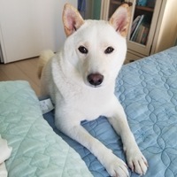 むぎ