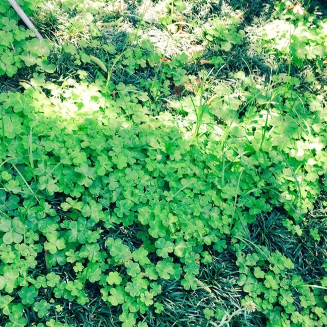 たまご꜀(.௰. ꜆)꜄のカバー写真