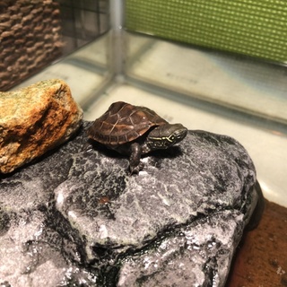 クサガメの赤ちゃんの里親さんが決定しました