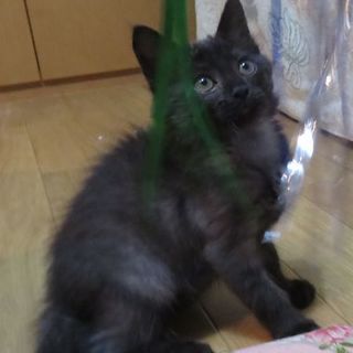 ブラックスモーク☆マイペースなシルバ君