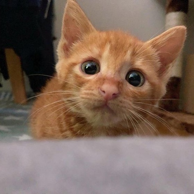 ちょこタルトのカバー写真