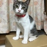 波瑠(はるちゃん)