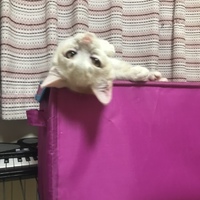 ウニくん