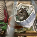 デグー里親募集！