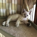 めちゃくちゃ可愛いシャム柄仔猫