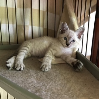 めちゃくちゃ可愛いシャム柄仔猫