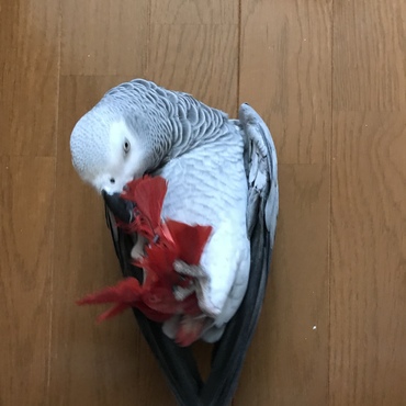 ひとりでゴロン