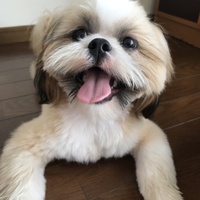 こむぎ