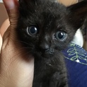 ありがとうございます。黒猫シカゴちゃん