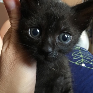 ありがとうございます。黒猫シカゴちゃん