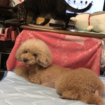 アリザの写真