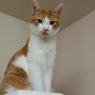 人が大好きで甘えん坊