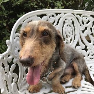 Ⅿダックス（ワイヤーヘアー）の可愛いドイル君