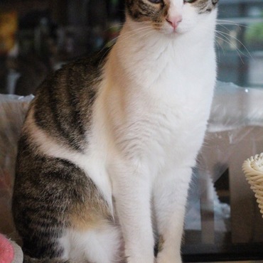 里親募集中のメメちゃん