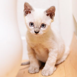 シャムミックス美男【色】