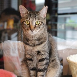 NPO法人にゃいるどはーと保護猫譲渡会 サムネイル2