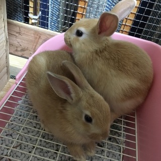 かわいいうさぎの赤ちゃんの里親さん募集！