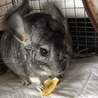 我が家で産まれたチンチラ3歳♂です。 サムネイル2