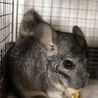 我が家で産まれたチンチラ3歳♂です。 サムネイル3