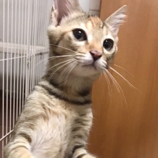 お問合せがあり一旦停止です。