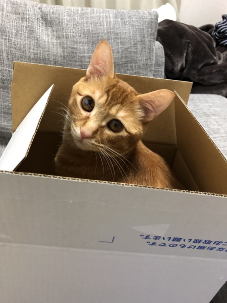 きんちゃく