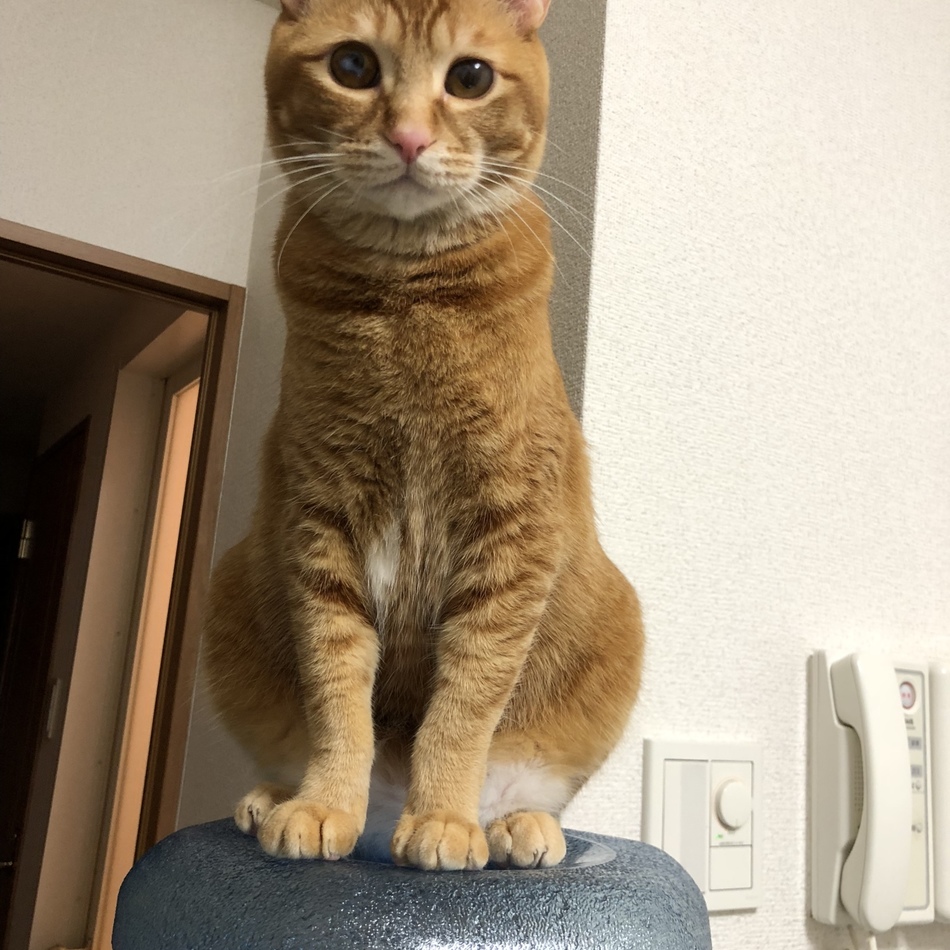きんちゃくのカバー写真