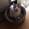 にじいろ(保護活動者)