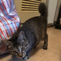 子猫 拾いました