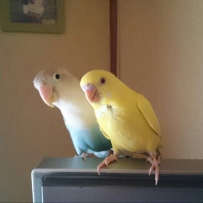 Bianka.ookawaのカバー写真