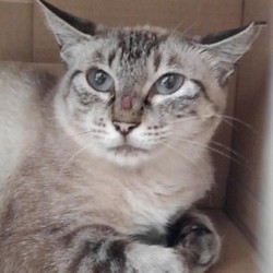 野良ネコはどこにでもいる。。