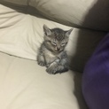 生後2ヶ月の子猫ちゃん
