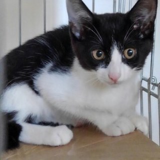 八割れ女の子　３か月齢