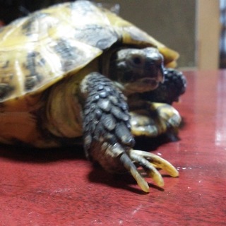 ロシアリクガメ※応募者多数のため新規申込み一時中止