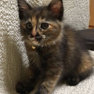 長毛ふわふわのサビちゃん