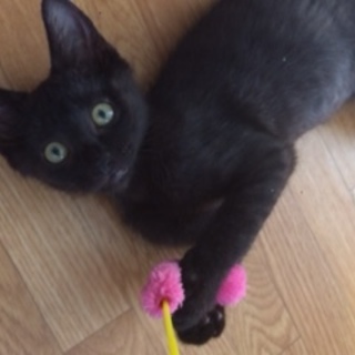 性格◎の黒猫くん