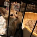 黒＆茶白の子猫兄弟です♪