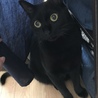 ミュウ