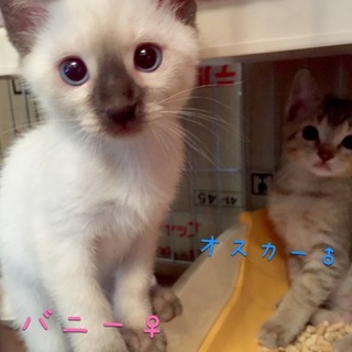 2カ月強 キラキラ4兄妹