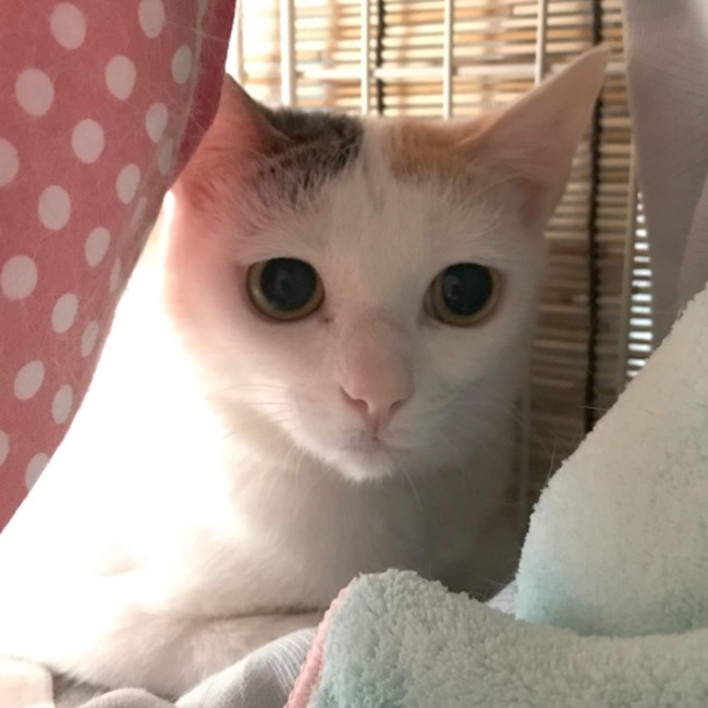 Achikiのカバー写真
