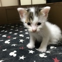 子猫を飼える方探しています。